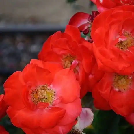 Trandafiri Floribunda - Trandafiri - Orange Sensation ® - 